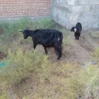 بز شیری با بچه|حیوانات مزرعه|میاندوآب, |دیوار