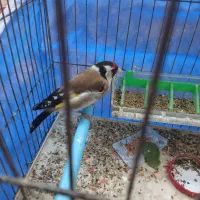 سیرح|پرنده|سهند, |دیوار