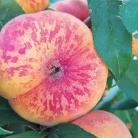 فروش  انواع نهال