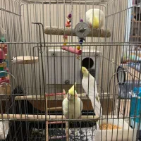 عروس هلندی لوتینو اصل چشم شرابی رام|پرنده|اسلامشهر, مطهری|دیوار