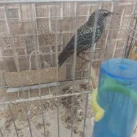 مرغ مینا سار