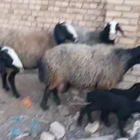 ۸ راس شیشک میش ناب اصیل درشت