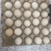 تخم نطفه دار برهما