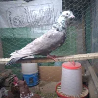 طوقی|پرنده|اردبیل, |دیوار