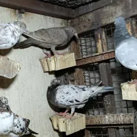 کبوتر دورگ