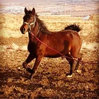 فروش مادیان