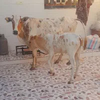 دوعدد گاو دورگ یکی مطفل یکی آبستن