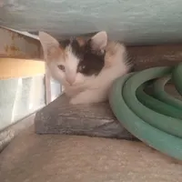 گربه بازیگوش