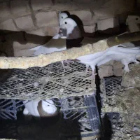 کفتر طوقی پاک|پرنده|قائن, |دیوار