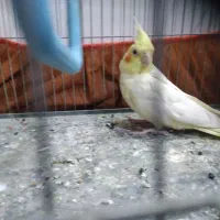 یک عدد عروس هلندی کمشده