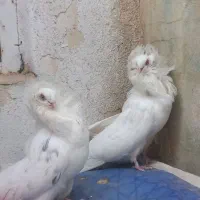 سفید عروس و سینه|پرنده|شیراز, کوشک میدان|دیوار