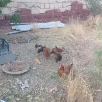 مرغ تخمی