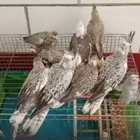مهد پرنده|پرنده|رامهرمز, |دیوار