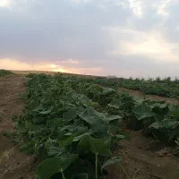 گوجه فرنگی تازه