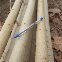 صنوبر نیگرا، درآمد میلیونی با تحویل فوری|خدمات باغبانی و درختکاری|مشگین شهر, |دیوار