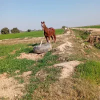 مادیان‌‌‌زیباوخوش‌رخ