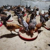 فروش جوجه بومی