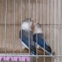 طوطی برزیلی یووینگ