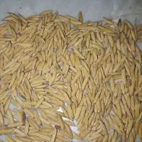 شالی دمسیاه بذری