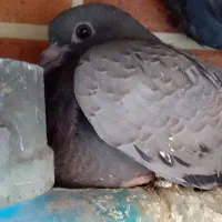 کفتر پاکستانی اصل|پرنده|قم, آزادگان|دیوار