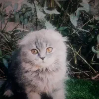 گربه اسکاتیش پرشین