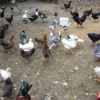 تعدادی مرغ و خروس نژاد دار سالم|حیوانات مزرعه|رشت, پل تالشان|دیوار
