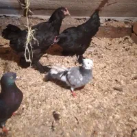 خروس سیاه ،،مرغ وخروس مرندی|حیوانات مزرعه|تنکابن, |دیوار