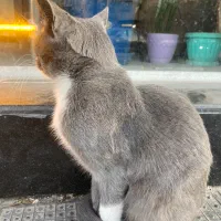 گربه گم‌شده|گربه|تبریز, |دیوار