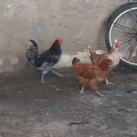 دو مرغ و یک خروس همگی جوان