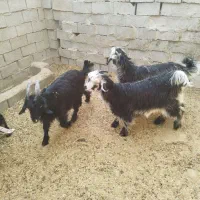 3تا بیگ تخمی داشتی|حیوانات مزرعه|ایذه, |دیوار