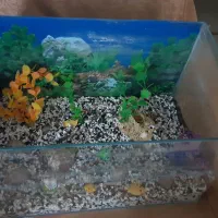 آکواریوم شیشه خم|ماهی|پرند, فاز ۲|دیوار