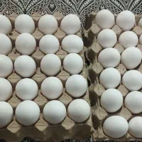 تخم مرغ تازه