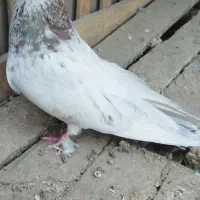 کفتر|پرنده|بهارستان, |دیوار