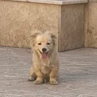 توله میکس مینی ژرمن و مینی گلدن