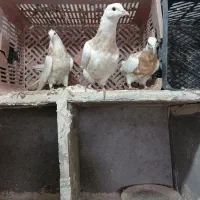 کفتر طوقی جوجه سه عدد