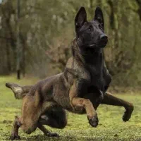 پیدا شدن یک قلاده سگ