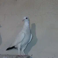 ۴عدد ماده دم سیاه|پرنده|کرمان, |دیوار