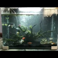 معاوضه ماهی گیاهخوار با مامستر