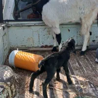 فروش گیسه 10روز که زایده  زه اولشه کهره نری اورده