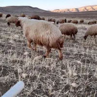 قوچ|حیوانات مزرعه|هلیلان, |دیوار