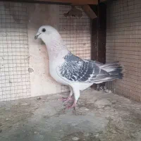 کبوتر|پرنده|فولادشهر, مسکن مهر فولادشهر|دیوار