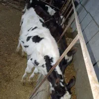 گوساله ماده