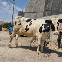 گاوشکم اول با گوساله نر اینرا ۲۰ کیلو شیر