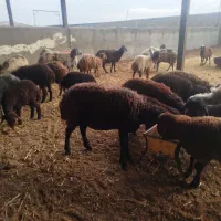 میش|حیوانات مزرعه|پیشوا, |دیوار