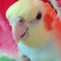 عروس هلندی ماده