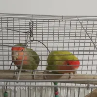 چهار تارنگی بادونا طوطی کوتوله موولد|پرنده|ایوان, |دیوار