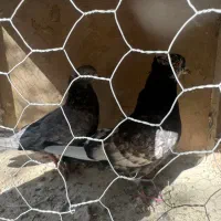 کفترسرور پاکستانی شمرونی سرنج