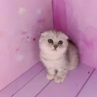 گربه اسکاتبش