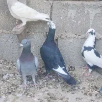 فروش 15تا نر دست اولی (کازرون)|پرنده|ارژن, |دیوار