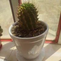 گل ها
